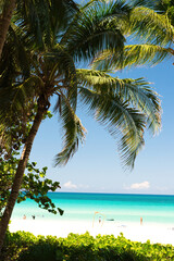 Obraz premium Varadero, Cuba; 04.07.2023. Beautiful, colourful sunset on the beach in Varadero, Cuba! Cote d'Azur of the Atlantic Ocean, next to the Caribbean Sea. Cuba wild palm beach background. Nature blue sea l