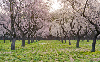 Obraz premium Almonds trees in public park 
