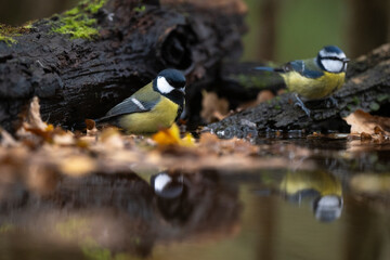 Mésange charbonnière, Mésange bleue, © JAG IMAGES