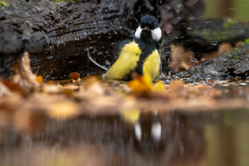 Mésange charbonnière, © JAG IMAGES