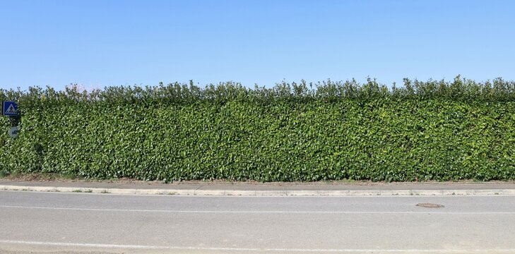 High privacy hedge at the roadside, blue sky above, concrete sidewalk and street in front. Background for copy space.