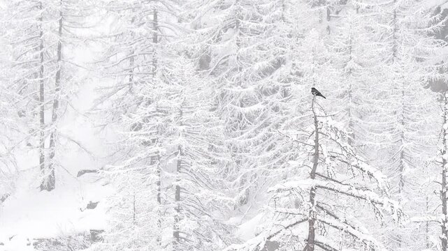 The Alpine Cough under snowflakes in the Alpine forest ( Pyrrhocorax graculus )