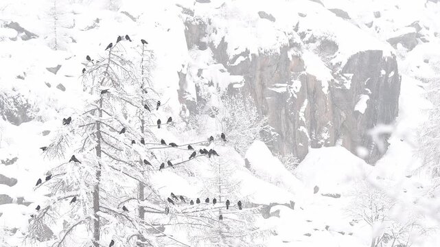 Flock of  Alpine chough perched on the larches (Pyrrhocorax graculus)