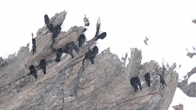 Group of Alpine chough on mountain wall under snowfall (Pyrrhocorax graculus)