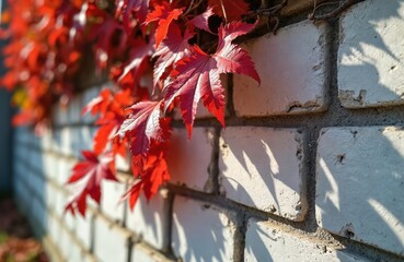 Naklejka premium Red ivy leaves grow on a white brick wall. Autumn vines climb structure in bright sunlight. Fall season foliage displays vibrant colors on garden exterior.