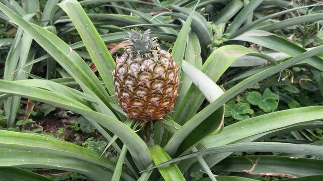Ripe pineapple fruit growing on plant S&atilde;o Miguel Azores Portugal