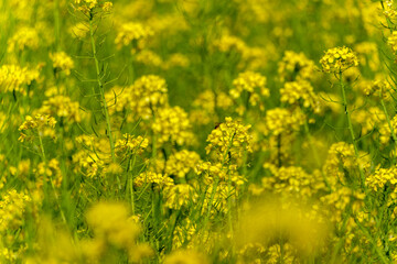 Fototapeta premium 春の訪れを告げる野原一面に咲き乱れる鮮やかな黄色の菜の花