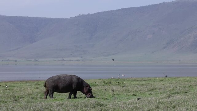 Hippo feeding on grass in Ngorongoro Crater, Tanzania