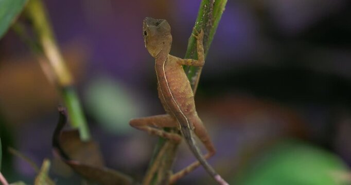 Green Forest Lizard (Calotes calotes) on a plant stem in Sinharaja Rainforest, Sri Lanka