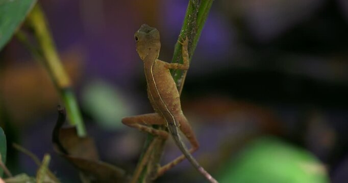 Green Forest Lizard (Calotes calotes) on a plant stem in Sinharaja Rainforest, Sri Lanka