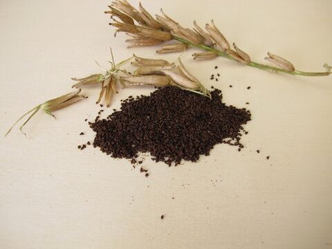 Close-up of Oenothera Evening-primrose plant seeds on a wooden background