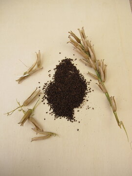 Close-up of Oenothera Evening-primrose plant seeds on a wooden background