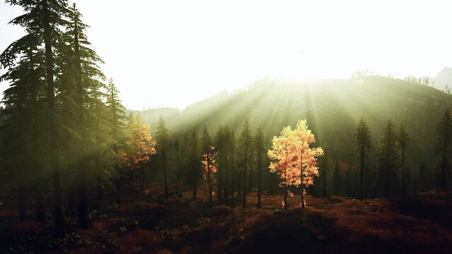 golden hour pine and orange sapling glow across sunlit hillside with long rays and soft mist, cinematic wide landscape frames evoke wildlife watcher, botanist