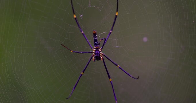 Golden Orb Weaver Spider on Web in Sinharaja Rainforest, Sri Lanka