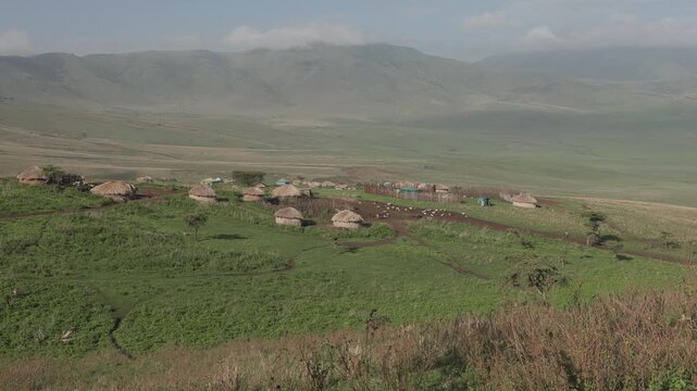 Maasai boma village with cows in Ngorongoro, Tanzania