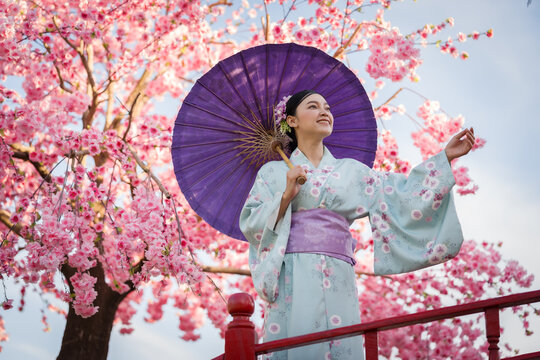woman in yukata (kimono dress) holding umbrella with sakura flower or cherry blossom blooming in garden
