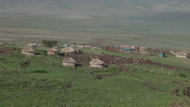 Maasai boma village with cows in Ngorongoro, Tanzania