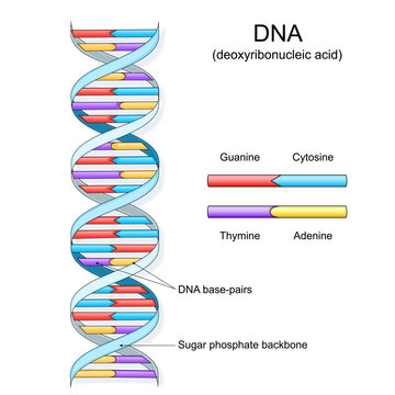 DNA structure. Complementary bases