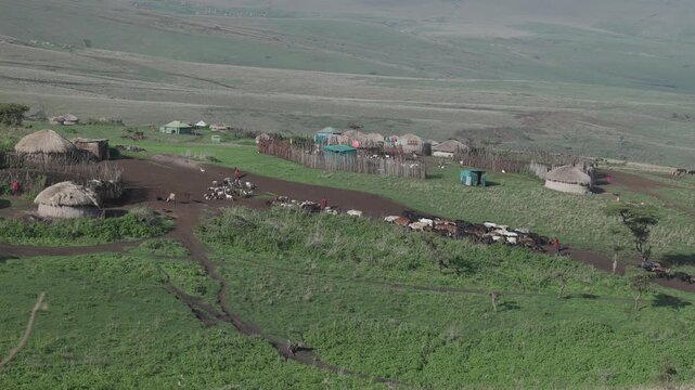 Maasai boma village with cows in Ngorongoro, Tanzania