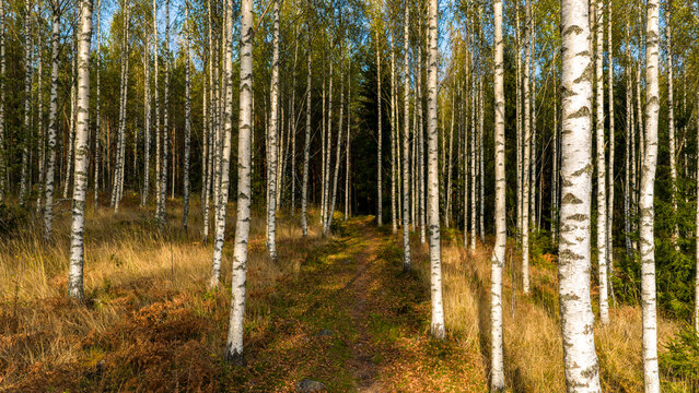 Aerial view of golden light filtering through a dense birch forest, illuminating the slender white trunks and the path beneath, Enontekio Kilpisjarvi, Lappi, Finland.