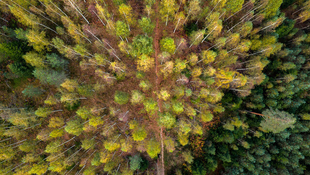 Aerial view of a dense forest canopy ablaze with autumnal hues, a tapestry of gold and green stretching towards the horizon, Enontekio Kilpisjarvi, Finland.