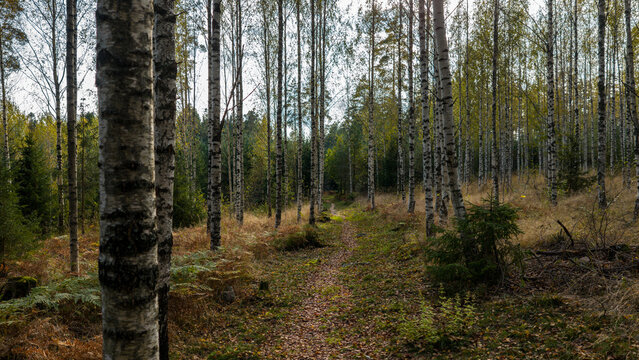 Aerial view of a serene forest path lined with birch trees, sunlight dappling through the leaves, creating a tranquil scene, Enontekio Kilpisjarvi, Finland.
