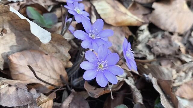 Authentic Cinematic Macro of Hepatica nobilis - First Spring Medicinal Herb Blooming in Wild Forest