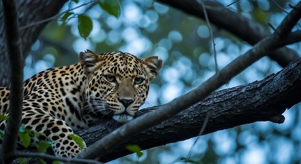 Leopard resting on a tree branch in a forest
