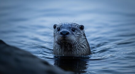 Otter Emerging from Water