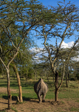 A black rhino (diceros bicornis) eats grass, Laikipia county, Ol pejeta, Kenya