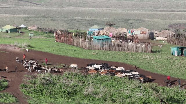 Maasai boma village with cows in Ngorongoro, Tanzania