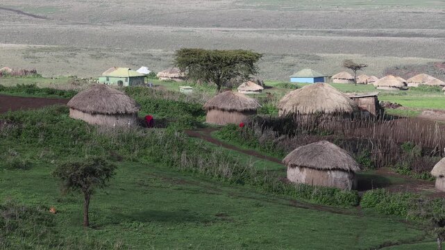 Maasai boma village with cows in Ngorongoro, Tanzania