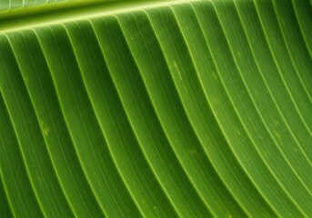 Close-up of a green banana leaf showing its veins