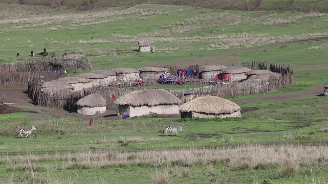 Maasai boma village with cows in Ngorongoro, Tanzania