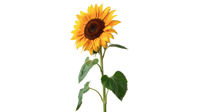 Bright sunflower stands tall with green leaves and seeds visible in the center isolated on transparent background cut out
