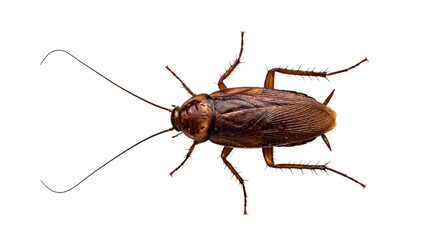 Isolated american cockroach on black, brown insect pest with long antennae and legs, detailed view for biology and entomology studies