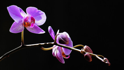 Les orchidées © PPJ