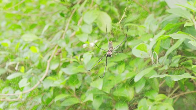 A giant golden orbweaver spide on web in bali, indonesia, southeast asia, close-up