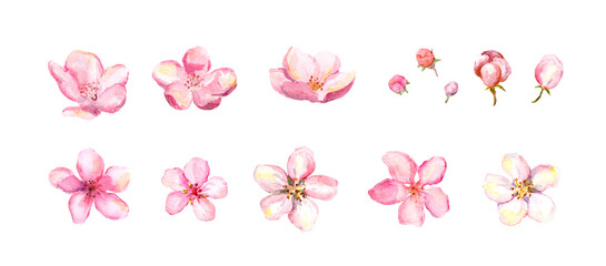 Naklejka premium Watercolor pink blossom flowers and buds isolated on white. Minimal floral clipart for logos, stickers, invitations, social media and feminine design.