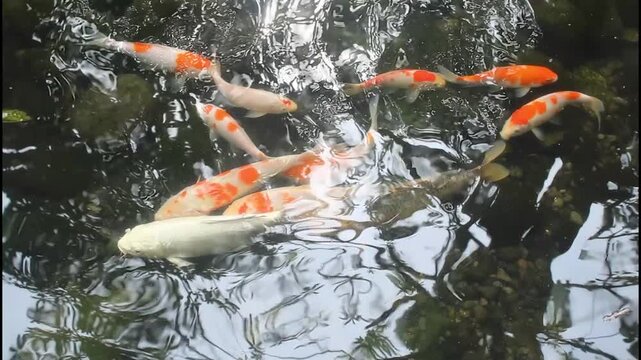 Beautiful Colorful Koi Fish Swimming in Clear Pond Water