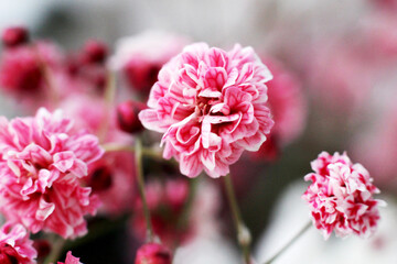 Fototapeta premium Mini pink flowers, spring bouquet.