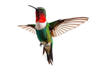 Fototapeta premium Ruby-throated Hummingbird Illustration - Vibrant Male Bird in Flight with Spread Wings Isolated on White Background