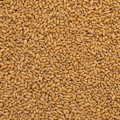 A dense, uniform texture created by dried golden wheat kernels filling the entire frame, ideal for use as a natural rustic food background, farming, natural, grain