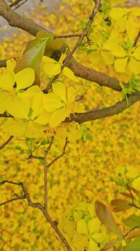Beautiful yellow apricot blossoms (Ochna integerrima) blooming for Vietnamese Lunar New Year.