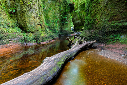 Great Britain, Scotland, Trossachs National Park, Finnich Glen canyon, The Devil's Pulpit, River Carnock Burn, deadwood