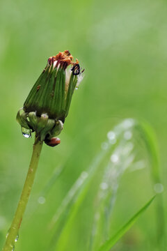 Fleurs et aigrettes de pissenlit