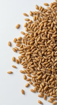 Scattered raw wheat kernels creating a simple, textural pattern on a pristine white background, suitable for minimalist designs, pattern, top view, close up