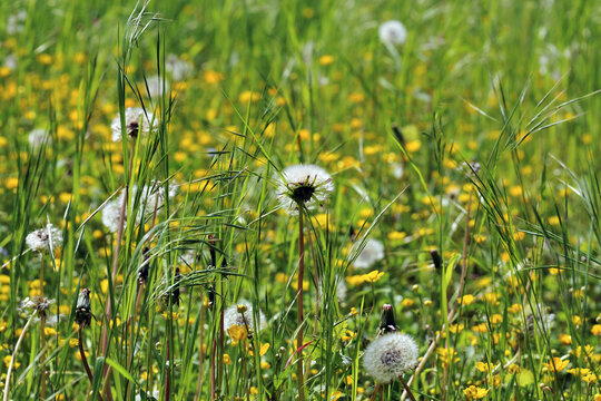 Fleurs et aigrettes de pissenlit