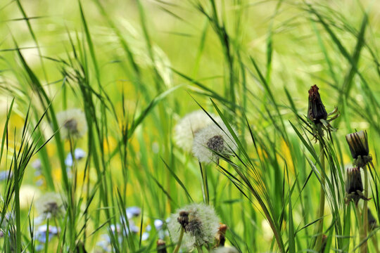 Fleurs et aigrettes de pissenlit