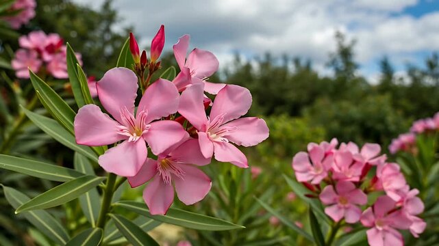 pink oleander flowers in bloom in a sunny garden